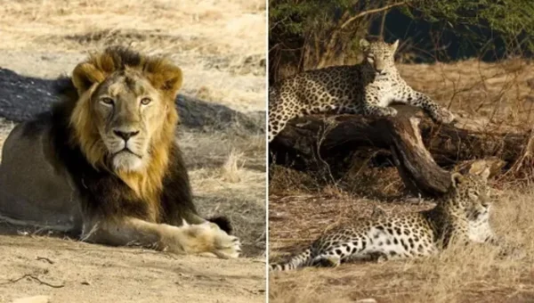 Wildlife Week will be celebrated from 2nd October