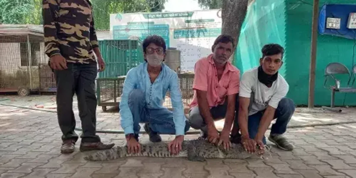 Vadodara GSPCA rescued four foot crocodile from a hut under Lalbaug bridge