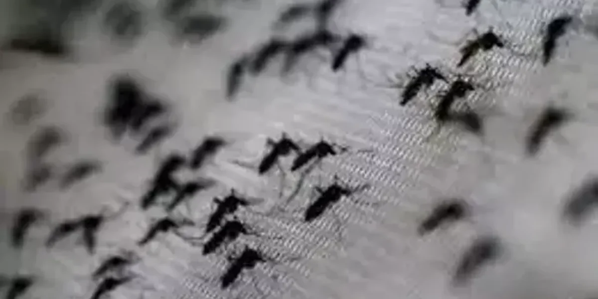 Mosquitoes breeding places found in 32296 houses during intensive house survey in rural area of ​​Vadodara district