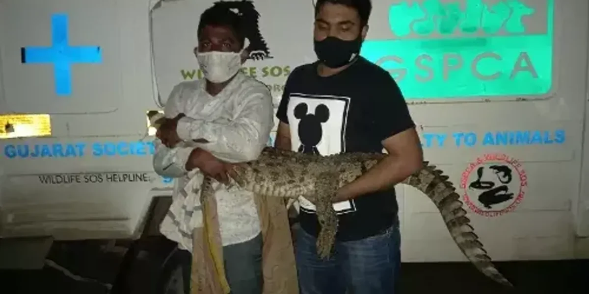 Vadodara GSPCA rescued two live and one dead crocodile from various places in district