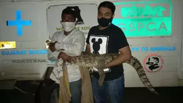 Vadodara GSPCA rescued two live and one dead crocodile from various places in district