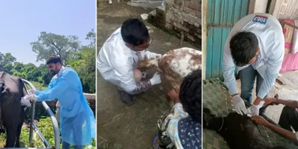 Mobile Veterinary Dispensary provided free treatment to 62209 animals in Vadodara district