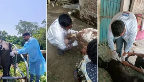 Mobile Veterinary Dispensary provided free treatment to 62209 animals in Vadodara district