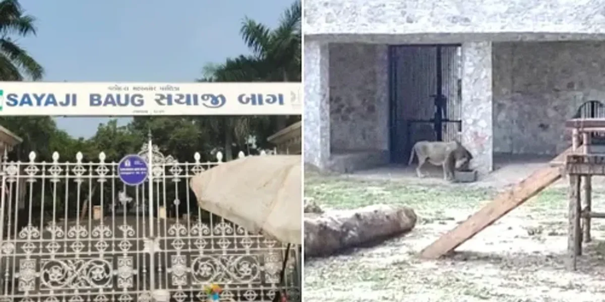 Lioness under treatment inside Sayajibaug Zoo died early morning on Sunday