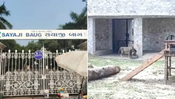 Lioness under treatment inside Sayajibaug Zoo died early morning on Sunday