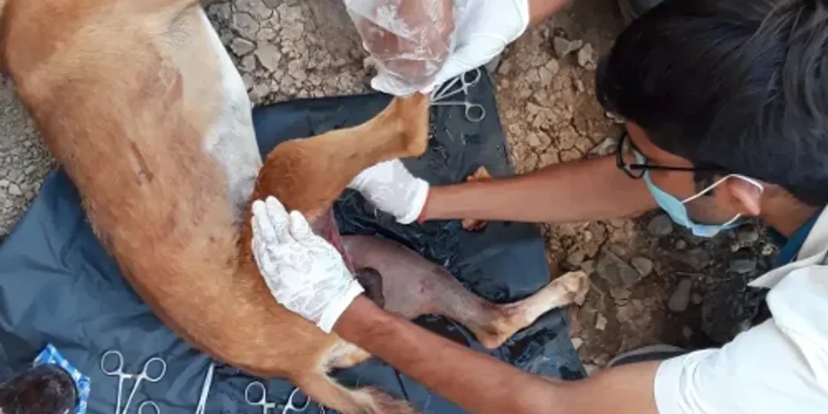 Karuna ambulance service of Vadodara saves the life of a dog who met an accident
