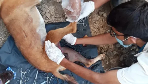 Karuna ambulance service of Vadodara saves the life of a dog who met an accident