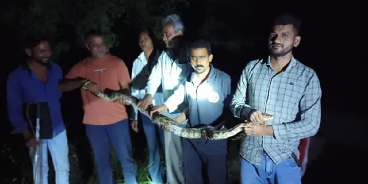 Gujarat SPCA rescued a python caught in a fishing net at Antoli village in Waghodia