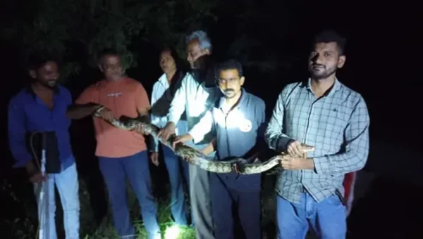 Gujarat SPCA rescued a python caught in a fishing net at Antoli village in Waghodia
