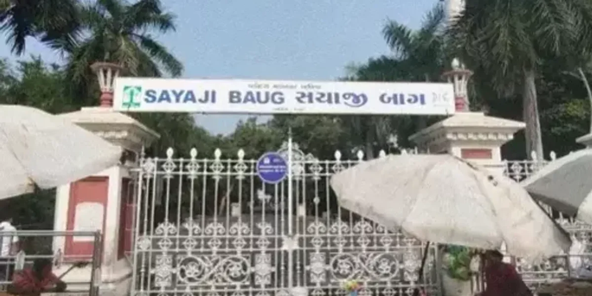 Lioness injured on left beard undergone successful surgery at Sayajibaug zoo in Vadodara