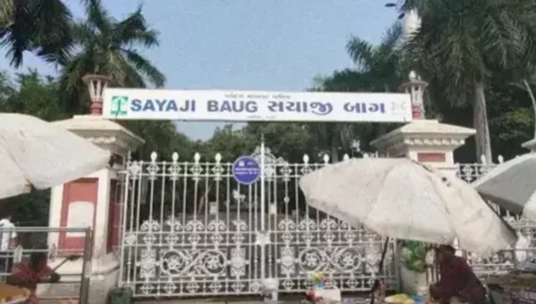 Lioness injured on left beard undergone successful surgery at Sayajibaug zoo in Vadodara