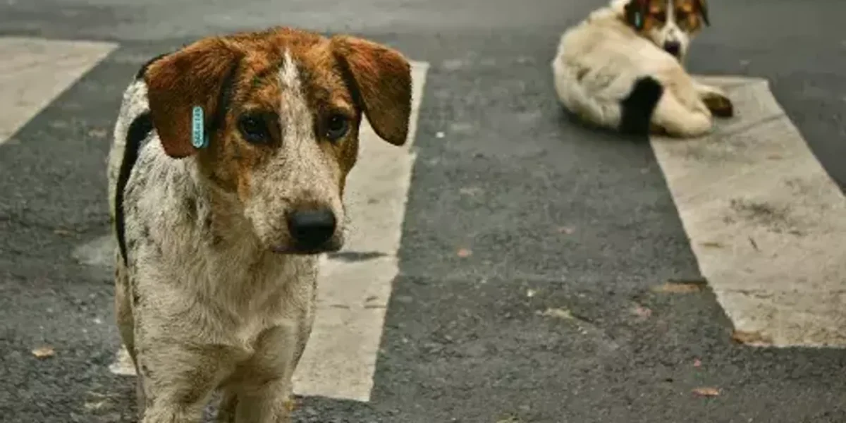 Police complaint against Vadodara resident for injuring the eye of street dog