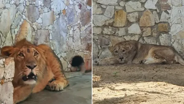 New pair of lion brings ray of hope is authorities of Vadodara Sayajibaug zoo