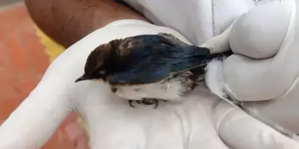 Mobile veterinary dispensary again rescued a life