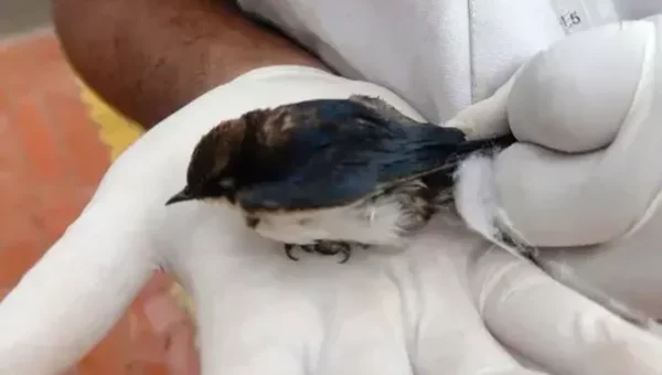 Mobile veterinary dispensary again rescued a life