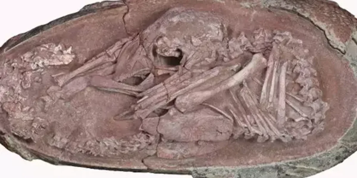 Meet ‘Baby Yingliang,’ a well-preserved dinosaur embryo found in a fossilised egg