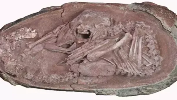 Meet ‘Baby Yingliang,’ a well-preserved dinosaur embryo found in a fossilised egg