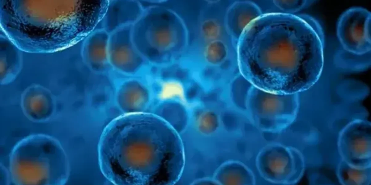 Scientists use stem cells to create models of pre-embryos