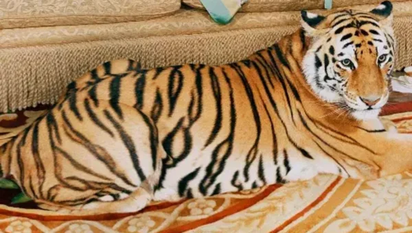 Gucci’ features a tiger in its new campaign, models wear Gucci Tiger collection items and accessories