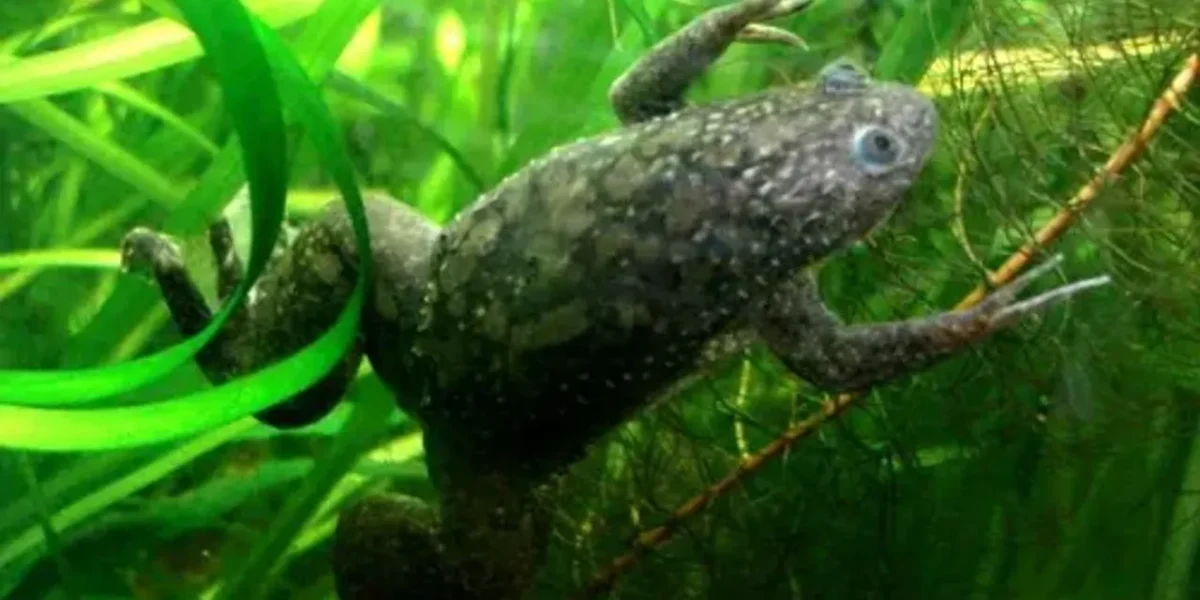 US scientists regrow frog’s lost leg, want to test new technique on humans