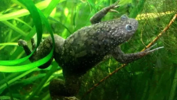 US scientists regrow frog’s lost leg, want to test new technique on humans