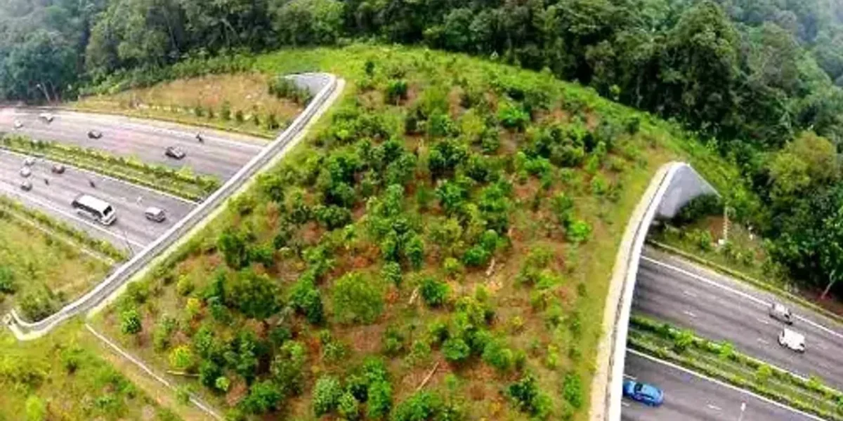 Upcoming Mumbai-Nagpur expressway to feature first flyovers for wildlife in India