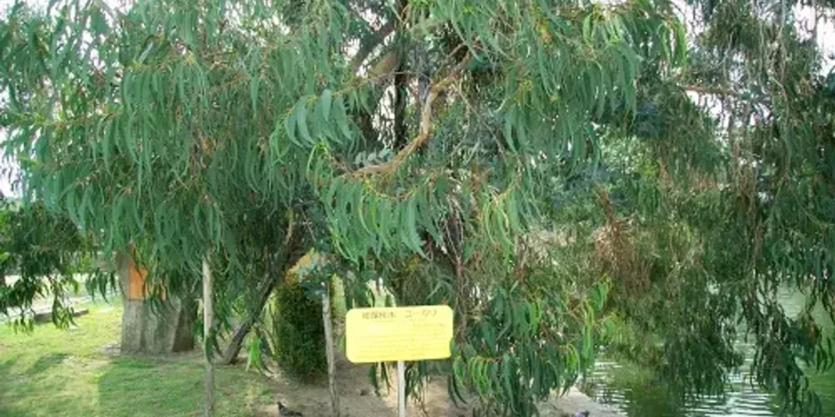 Gujarat: Bombs were discovered in a tree branch behind a store sign in Surat