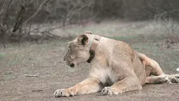 Gujarat: Lion discovered dead in Bhavnagar, cause of death being investigated