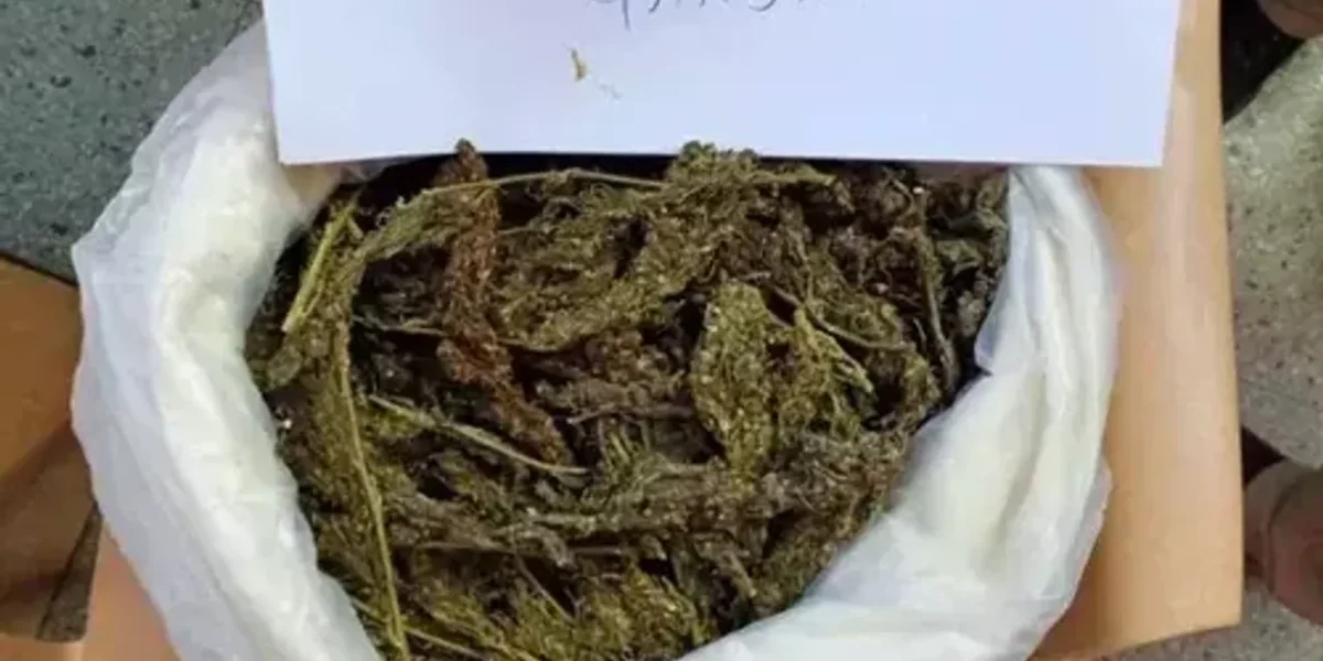 On the Mumbai-Ahmedabad highway, 50 kg of ganja seized, two apprehended 