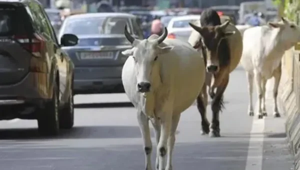 Gujarat assembly passes bill against stray cattle in cities