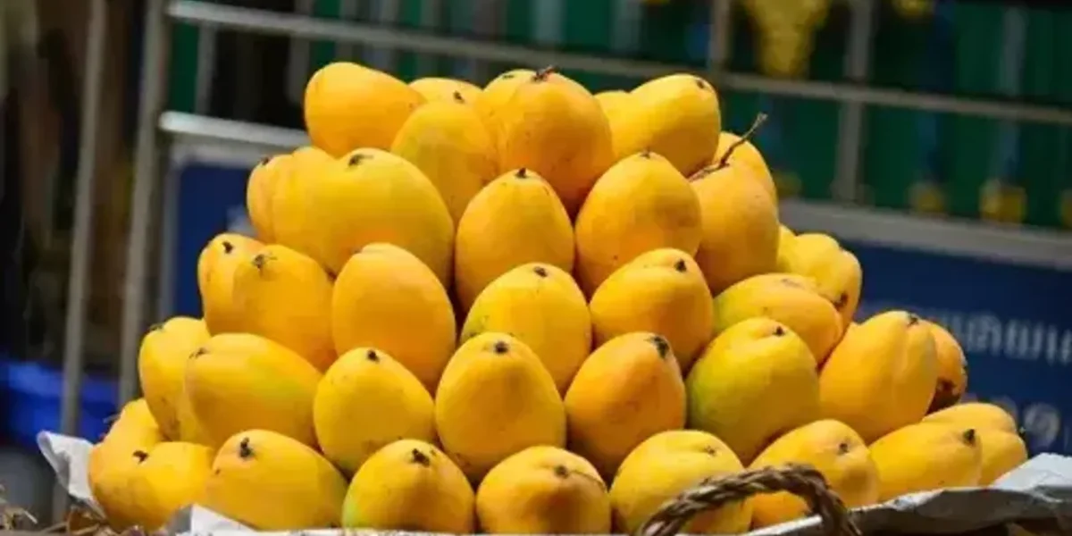 Ankleshwar: Mangoes will look bitter this season, see why mango prices have doubled