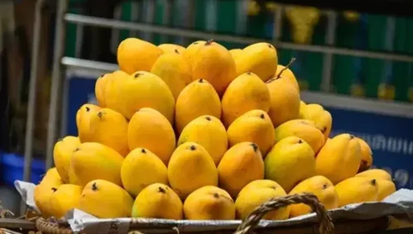 Ankleshwar: Mangoes will look bitter this season, see why mango prices have doubled