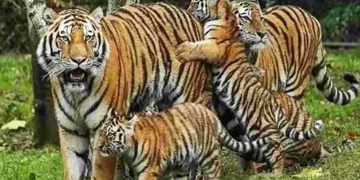 Sources: Gujarat is planning to set up its first tiger safari park