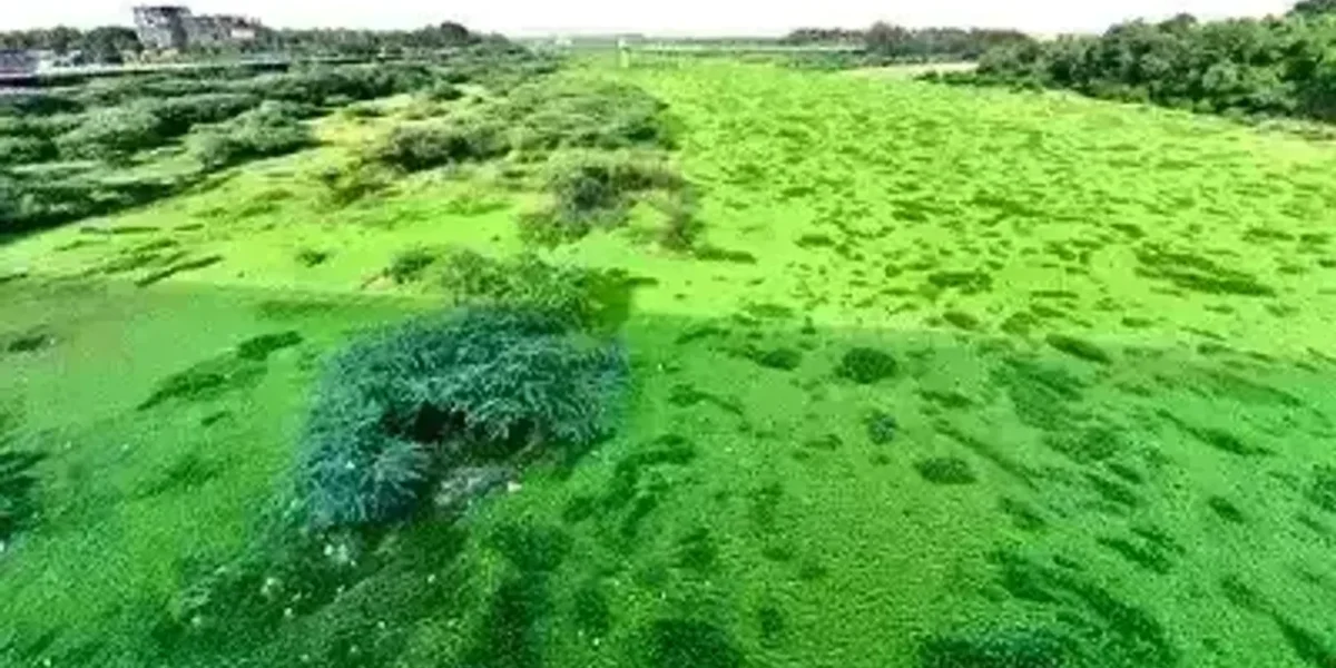 Gujarat: Water hyacinth choking Sabarmati near Indira Bridge