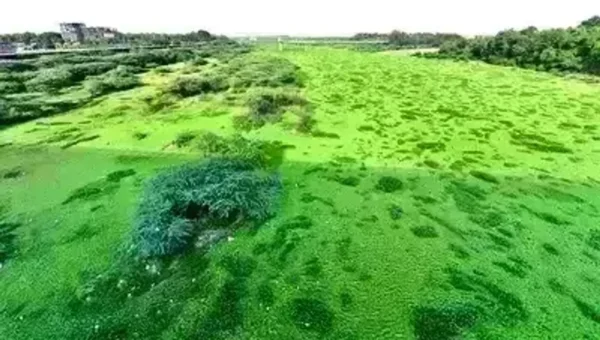 Gujarat: Water hyacinth choking Sabarmati near Indira Bridge