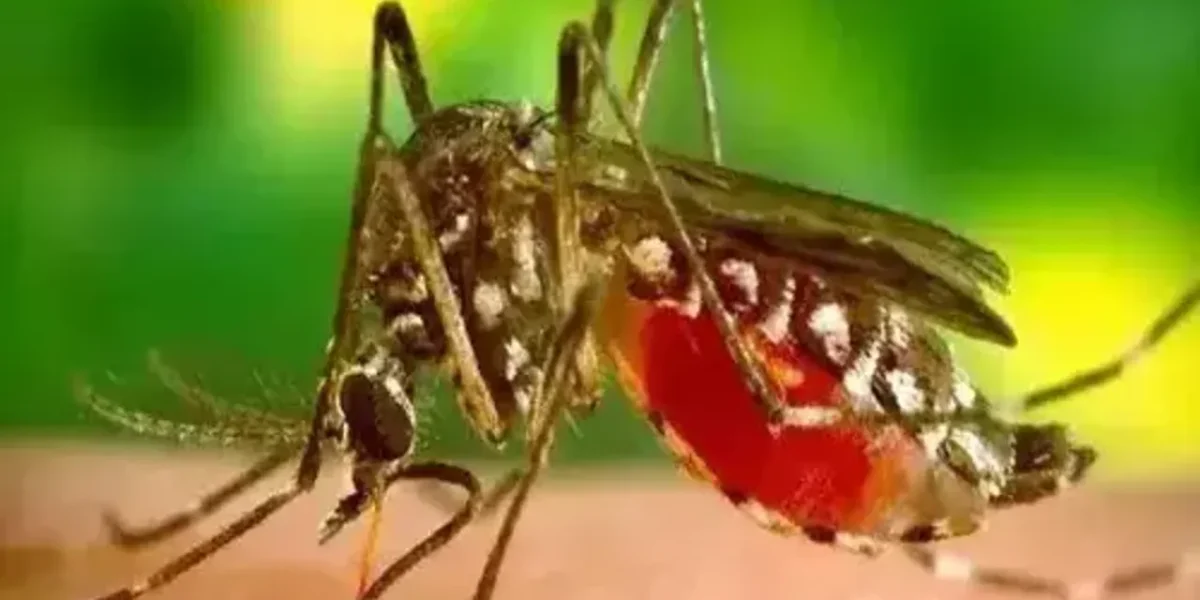 Chikungunya cases in Vadodara highest in last 10 years