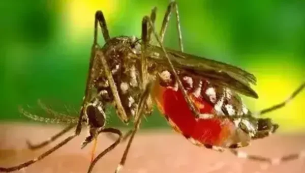 Chikungunya cases in Vadodara highest in last 10 years