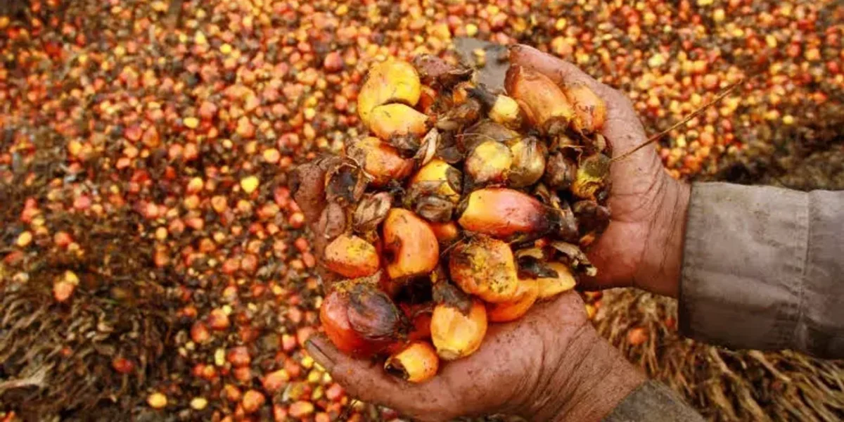 Indonesia to lift palm oil export ban from Monday