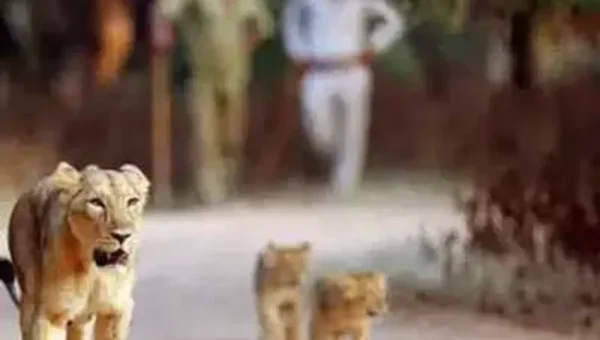 Gujarat: Gir sanctuary shuts for four months from Thursday