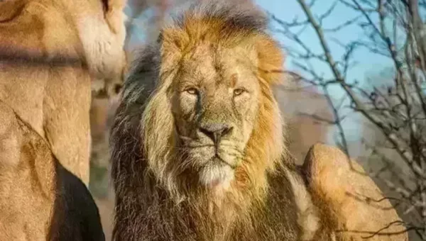 India’s ark for earth: Largest zoo of world takes shape in Jamnagar