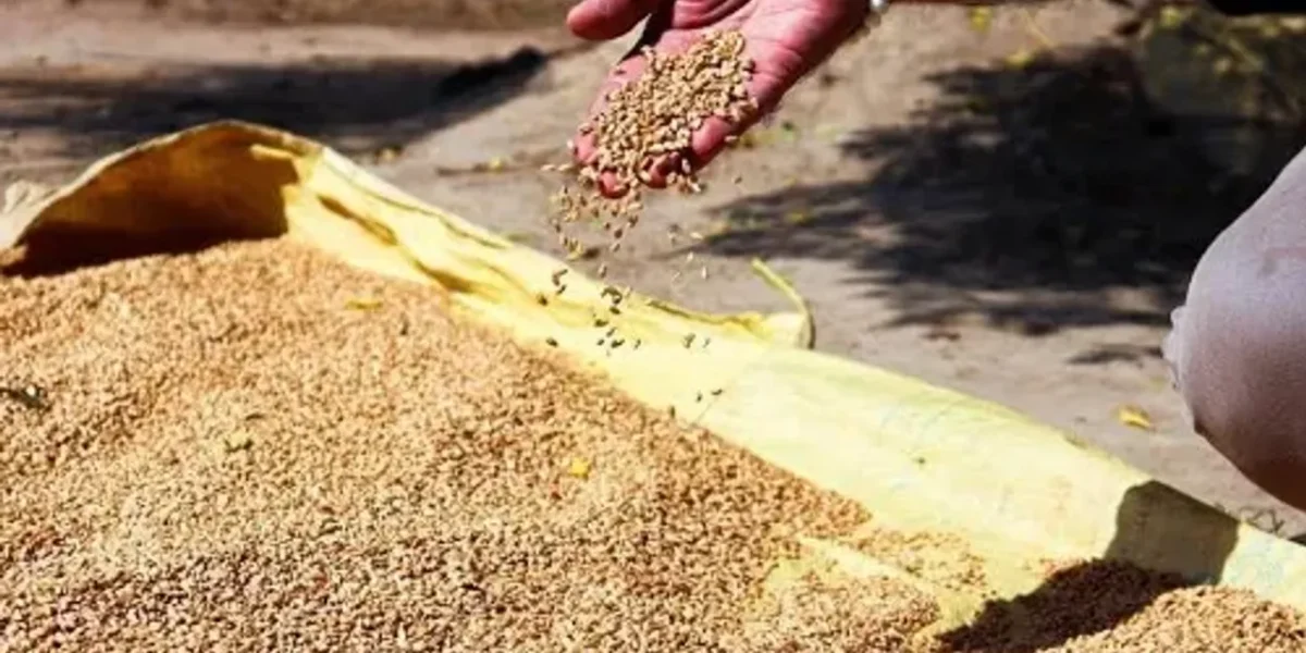 India ships 1.8 million tonnes of wheat to nations battling food crisis
