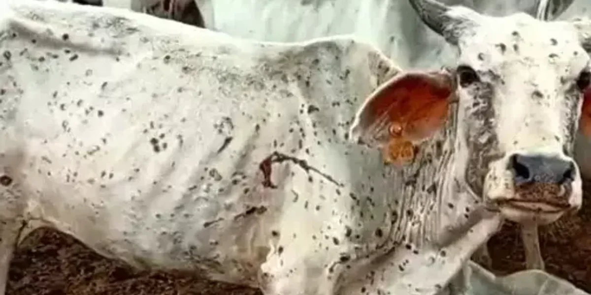 Lumpy skin disease spreads to 17 districts in Gujarat