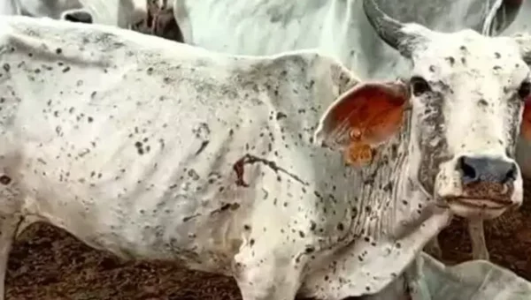Lumpy skin disease spreads to 17 districts in Gujarat