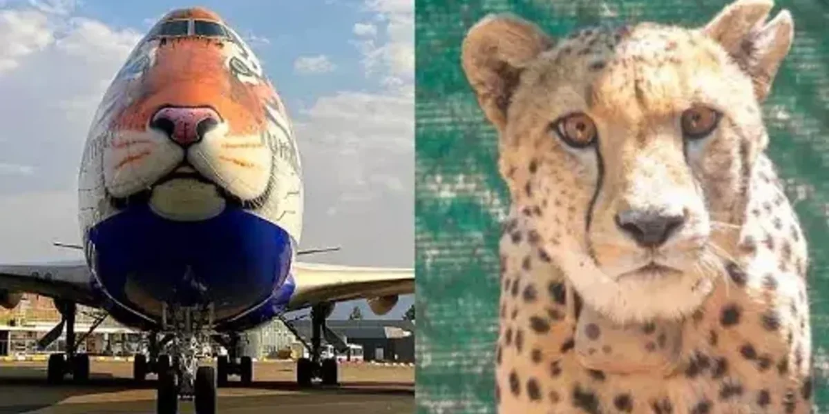 Special plane lands in Namibia to get African Cheetahs; PM Modi to release ‘goodwill ambassadors’ in MP’s Kuno National Park