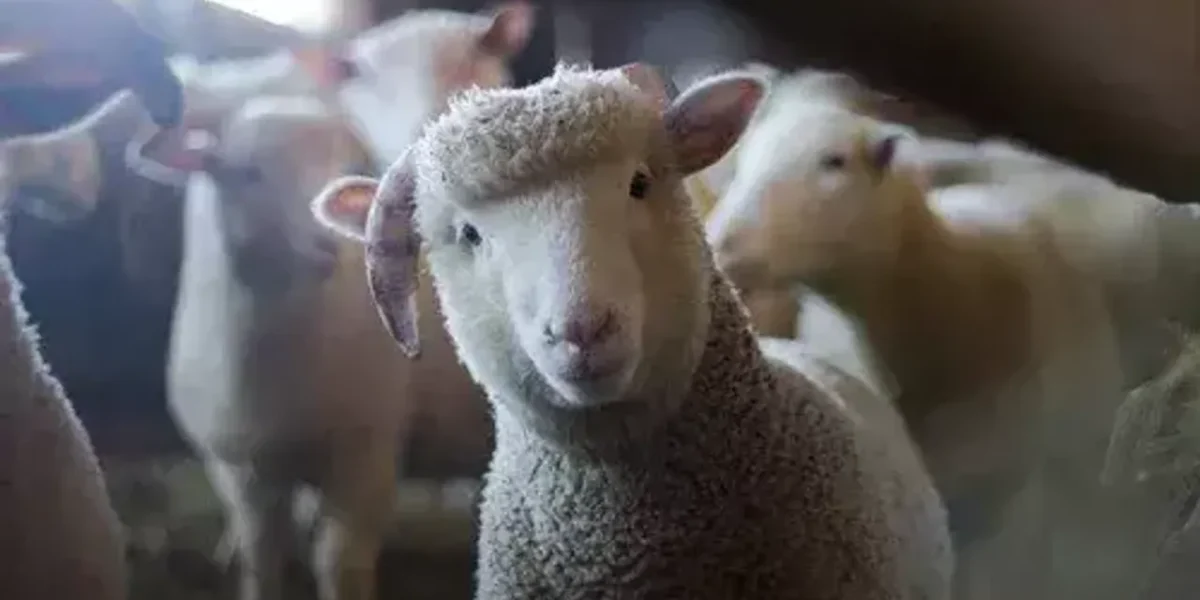 Gujarat: 18 animals die of sheep pox in Surendranagar