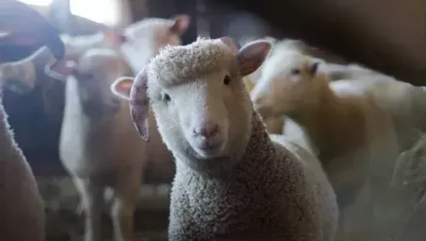Gujarat: 18 animals die of sheep pox in Surendranagar