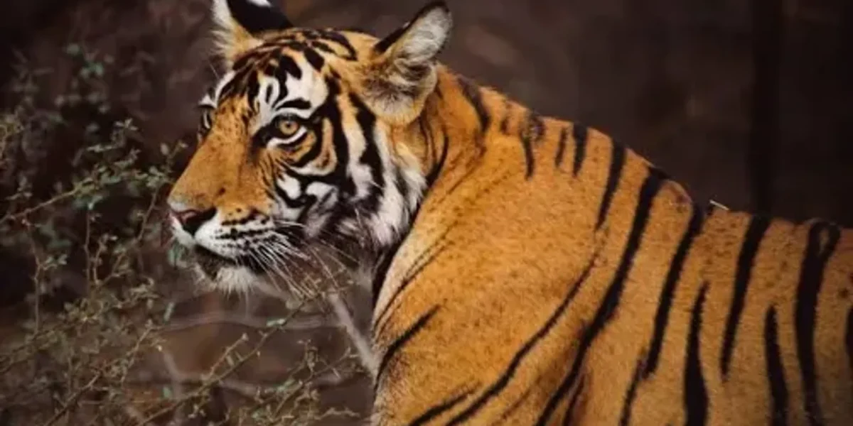 Tiger leaves reserve, seen near Jaipur-Delhi highway