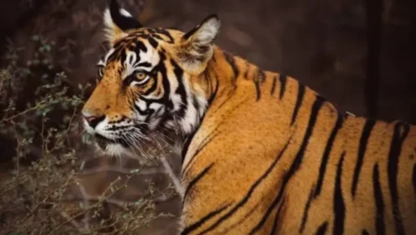 Tiger leaves reserve, seen near Jaipur-Delhi highway