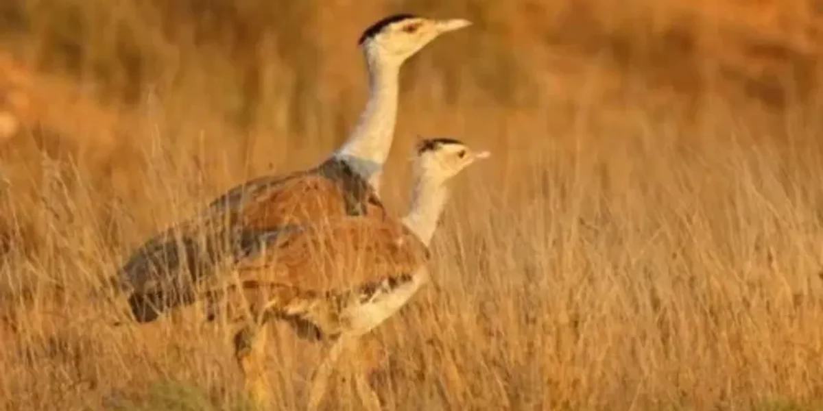 Gujarat, 2 other states likely to get GIB breeding centres