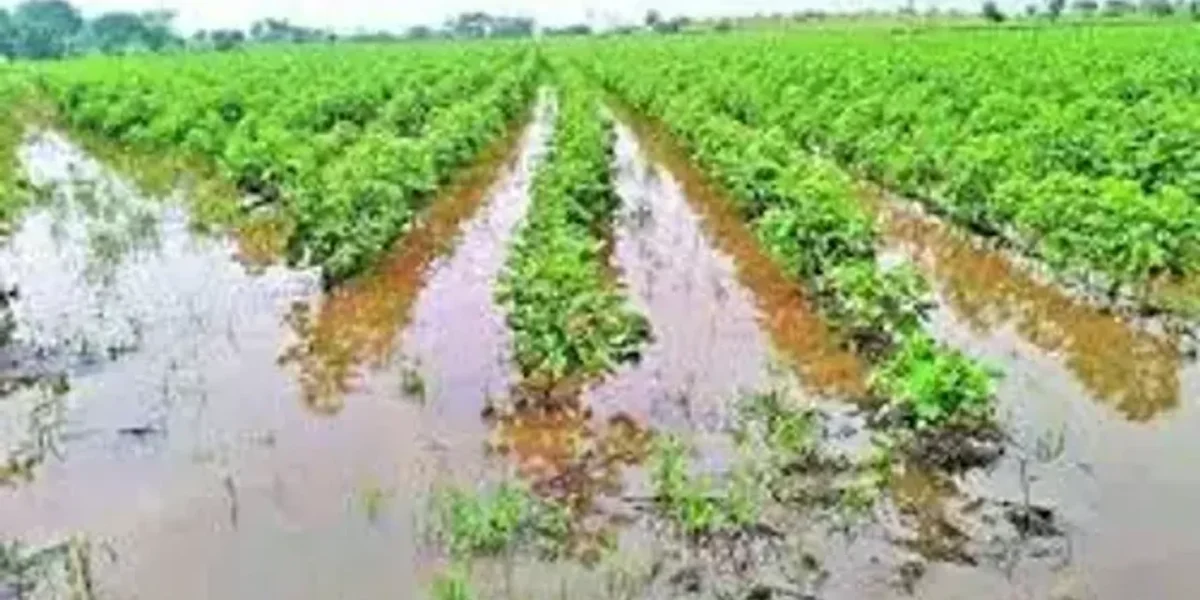 Gujarat govt announces Rs 630 crore relief package for rain- affected farmers in 14 districts